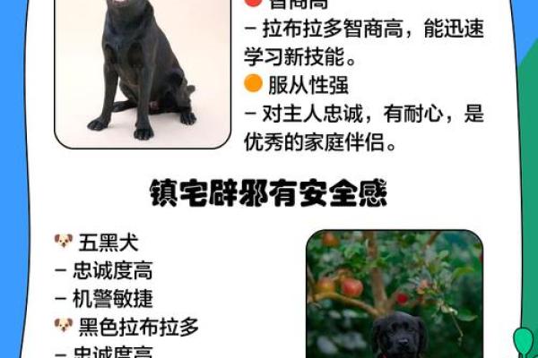 为黑狗挑选名字时，如何平衡创意与实用