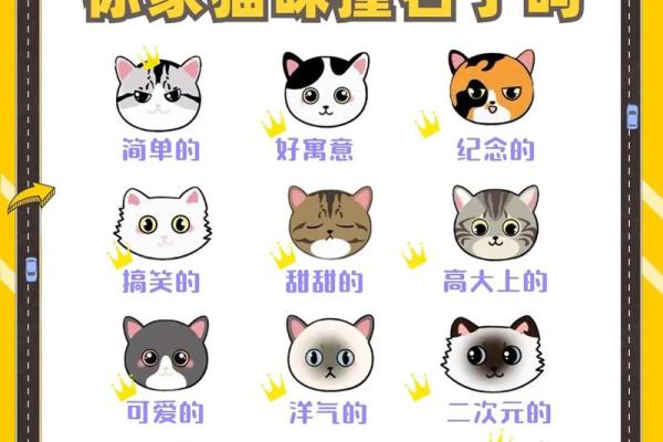 精选适合女猫咪的温馨名字