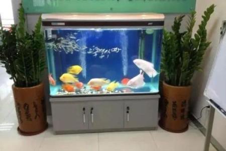 提升家居运势的鱼缸摆放风水要点