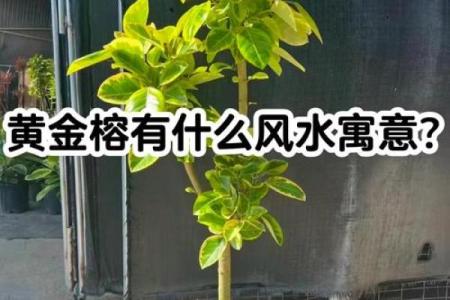 家居风水中的黄金海棠如何提升家庭运势