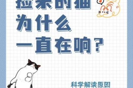 捡猫是否能带来好运？风水角度解析