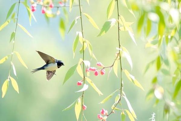 2022年四月农历：春意盎然，佳节盛宴