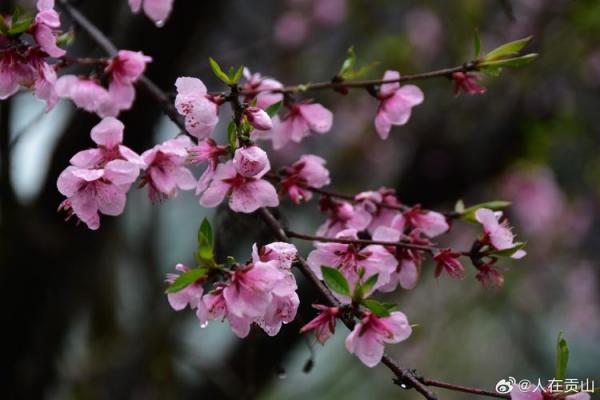 2022年四月农历：春意盎然，佳节盛宴