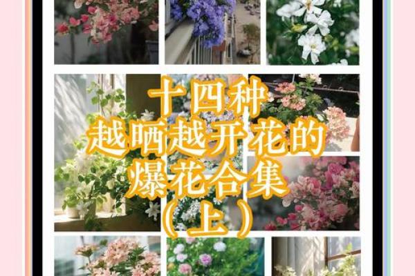 美丽花卉背后的故事与意义揭秘