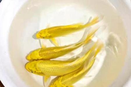 辟邪招财风水鱼的选择与摆放技巧解析